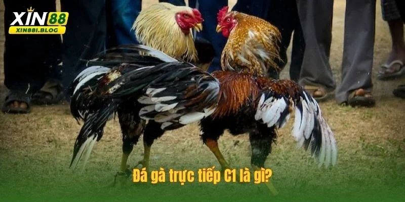 đá gà trực tiếp C1